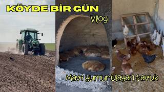TARLALARA KAZAYAĞI ÇEKTİK! KÖY EKMEĞİ YAPTIK! MAVİ  YUMURTLAYAN TAVUK!