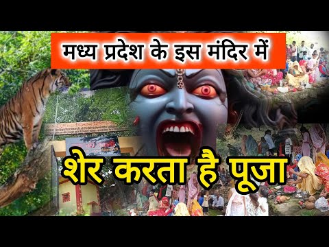 शेर करता है काली जी की पूजा देखी । काली मठ मंदिर ग्राम छै:घरा कटनी मध्यप्रदेश ! #katni #katninews 