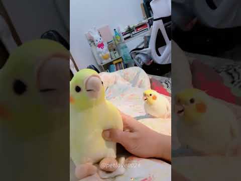 Parrot's jealousy #funny #cute #petsrule #funnypets #pets #parrot #parrotlover #parrots #funnyvideo