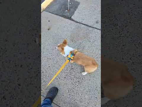 Gimli more focused on cars than my rant #corgi #doggielife #cutedog #puppy