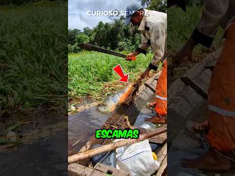ESCAMAS QUE NEM FACA CONSEGUE CORTAR! #curiosidade #curiosidades #interesante