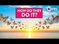 Monarch Butterfly Migration Insights