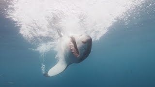 13 Ft Great White Shark Attacks Scallop Diver - Damian Johnson