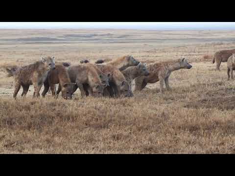 How to make hyena friends. Part 2: Team up against lions