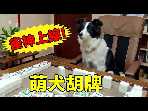 邊牧軟軟:我不是狗,我是麻將大師! #萌寵vlog #邊牧打麻將#games #funny