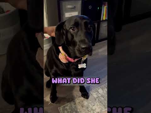Black Labrador Does this to Get a Treat! 😆