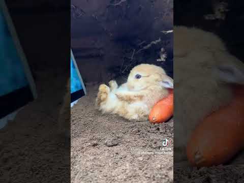 أرنب صغير❤️❤️❤️❤️❤️❤️