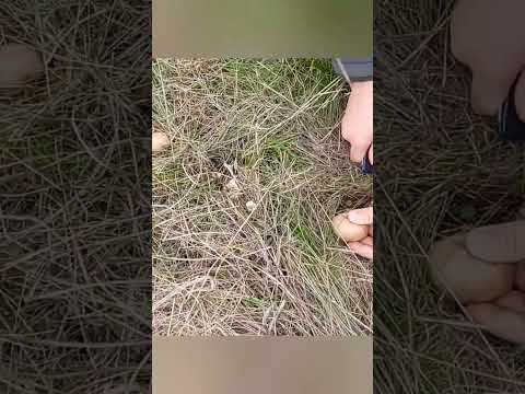 Это мои 🫤 #грибы #mushroom #shorts