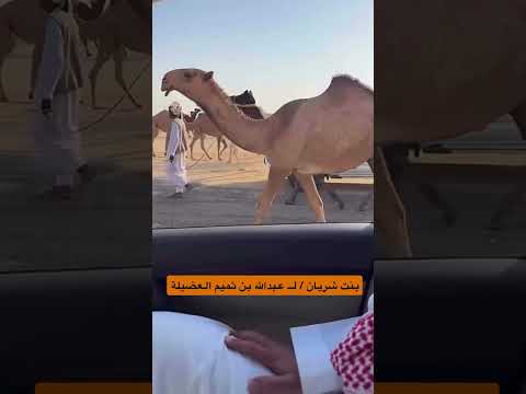 بنت شريان ل عبدالله بن ثميم العضيله المطيري