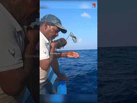 Catching Giant Trevally Fish in the Sea