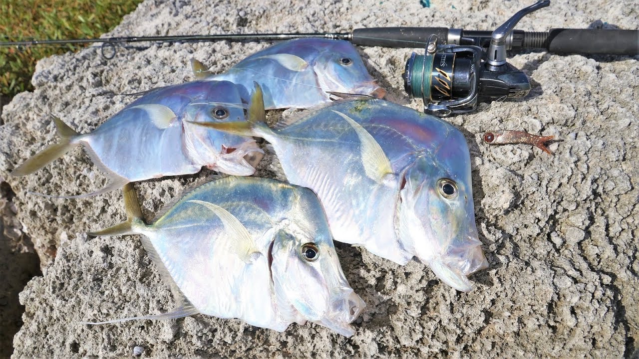 Catching DINNER & Tons of Fish Inshore Fishing!