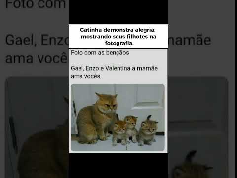 Gatinha demonstra alegria após mostrar seus filhotes pra sua dona tirar fotos