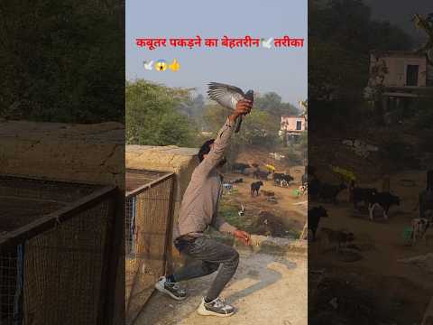 कबूतर 🕊️ पकड़ने का 😱 सबसे  बेहतरीन✌️तरीका👍#kabutar #song #newsong
