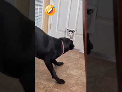 Strange Dogs Being Absolutely Hilarious😂#funny #dog #shorts