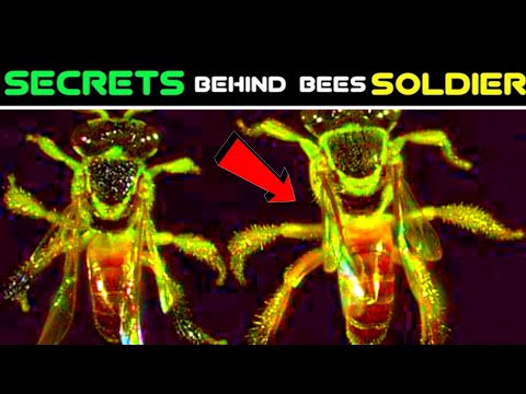 Secrets about making bees Soldiers