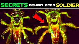 Secrets about making bees Soldiers