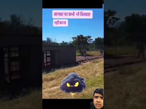 Shocking Lion Attack at Wildlife Sanctuary! #LionAttack #WildlifeDanger #AnimalSafety