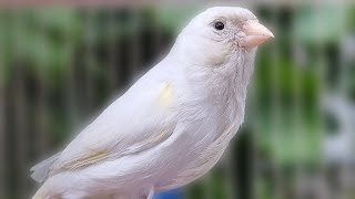 Live Canary 's Most Powerful Song For Training