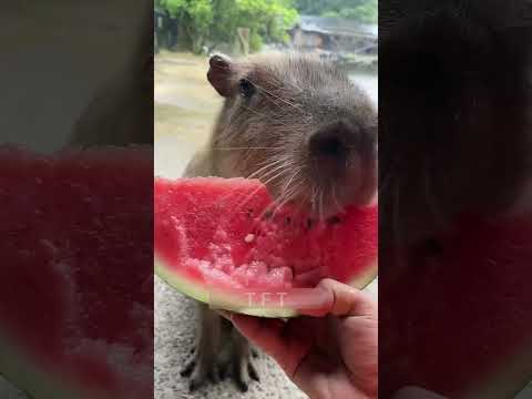 Capybaras పై మొసళ్లు ఎందుకు దాడి చేయవని ఎప్పుడైనా ఆలోచించారా?