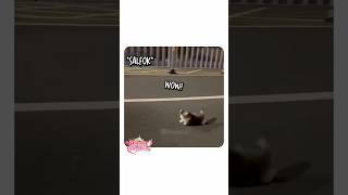 ANAK KUCING #shorts