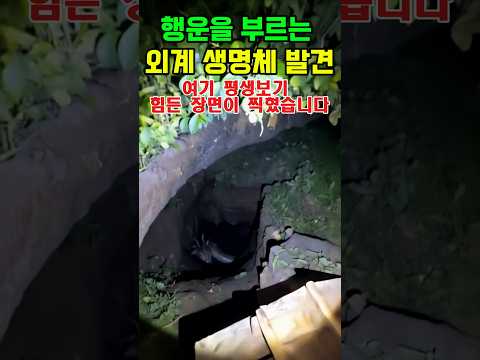 행운을 부르는 외계 생명체 발견