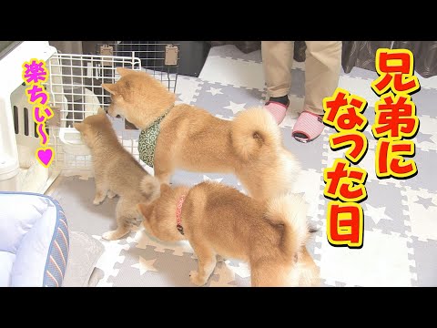 険悪すぎる関係だった子犬と先住犬に、大きな変化が見られました