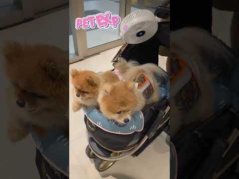 PET EXPO 2025 Bangkok #pomeranian #dogs #pets