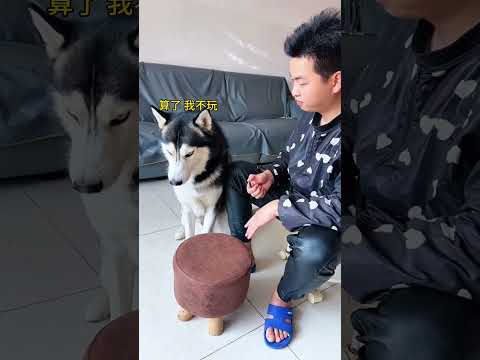 Dog: You are such a jerk! ! ,Who doesn’t have a stupid dog at home ? People and dogs always have a