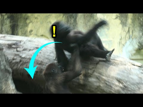 金剛猩猩JabaliがRingoを木から下ろす場面と動物たちの愛らしい行動紹介 サムネイル