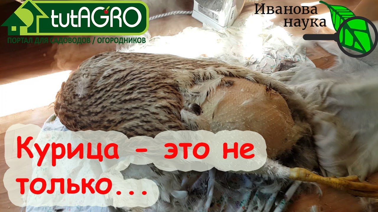 Пух и перья, рога и копыта. Как правильно использовать эти азотные удобрения из старой подушки