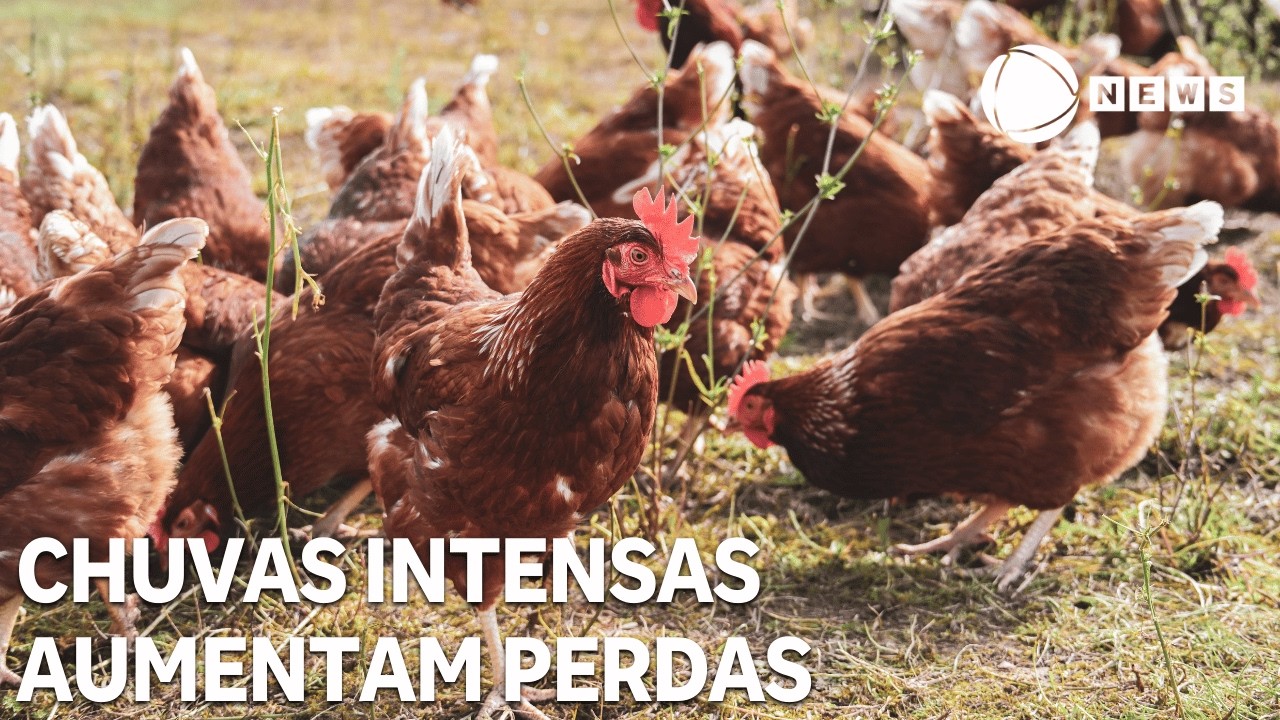 Carne de frango perde competitividade frente à suína