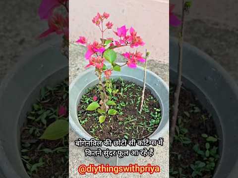 बौगैनविलिया की छोटी सी कटिंग्स में कितने सुंदर फूल आ रहे हैं / Bougainvillea Plants #flowers #shorts