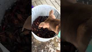 First Crawfish of da Year!!! Swamp People!!! Bayou Life!!!