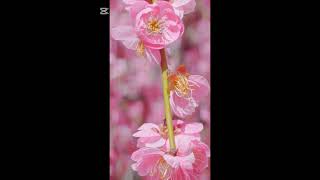 しだれ梅みにいった！