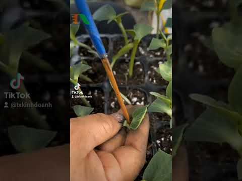 Kỹ thuật ghép dưa 🍉