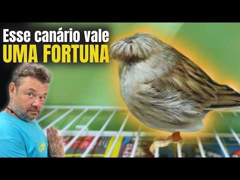 ESSE CANÁRIO PODE VALER UMA FORTUNA! ENTENDA O MOTIVO! 💰