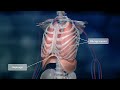 Respiratory System Functions and Processes