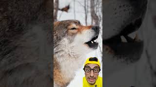 qual o nome do animal? #fox #wildlife #wolf #animals