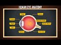 Anatomy and Function of the Eye