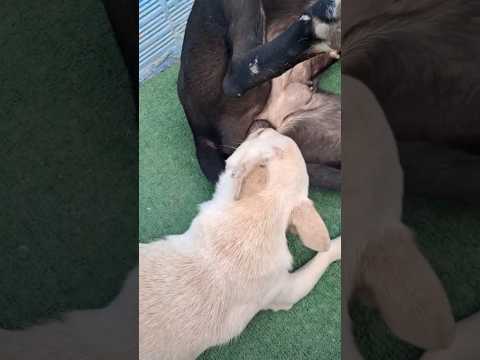 1 Md views #love #funny #puppy #ytshorts #animals #dog #cute  #subscribe #like #shorts