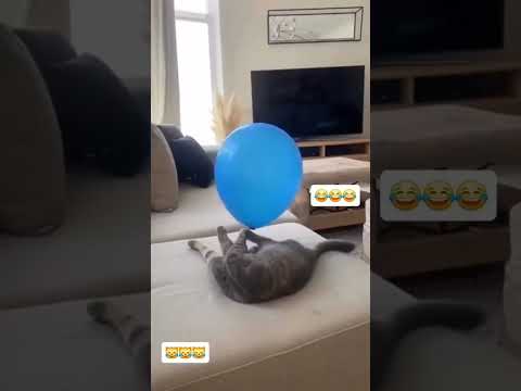 ayan. napasama pa tuloy🤣 #viralshort #forintertaintmentonly #cttovideonotmine #funnyshorts #shorts