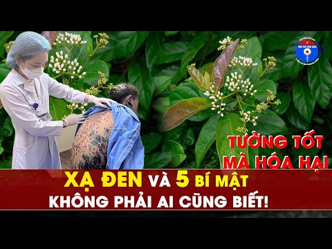 Top 5 bệnh KHÔNG nên dùng Xạ Đen – Coi chừng phản tác dụng!