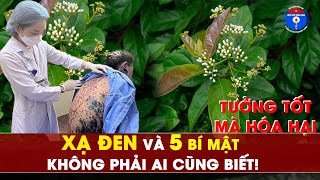 Top 5 bệnh KHÔNG nên dùng Xạ Đen – Coi chừng phản tác dụng!