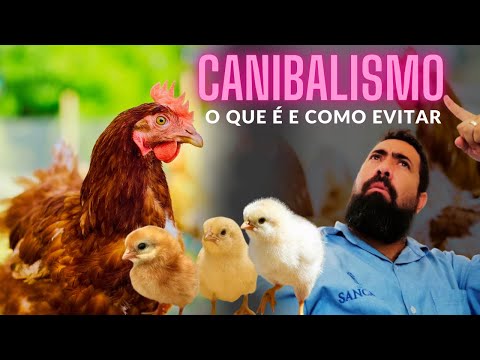 CABIBALISMO EM PINTINHOS E GALINHAS CAIPIRAS