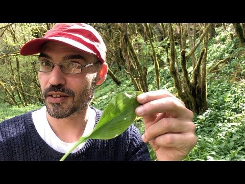 Débuter la cueillette de plantes sauvages sans risques