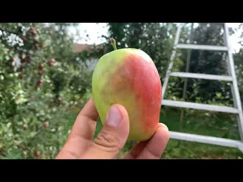 Kandil Sinap Apple Tasting