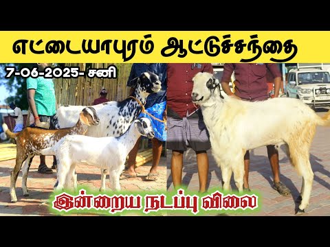 Ettayapuram goat market / தூத்துக்குடி மாவட்டம்/kodi adu santhai