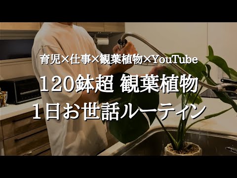 【1日管理ルーティン】仕事・育児の合間に120鉢以上の観葉植物を育てる時短管理術と水やり | YouTubeの裏側もありのまま公開します
