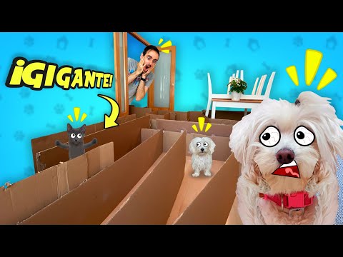 GATO VS PERRO ATRAPADOS EN UN LABERINTO GIGANTE DE CARTON DENTRO DE CASA !!