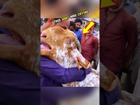 This goat was crying for his master 😭😢 |#shorts #shortsfeed #ytshorts